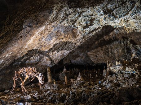 Höhlenbär Baumannshöhle Jan Reichel